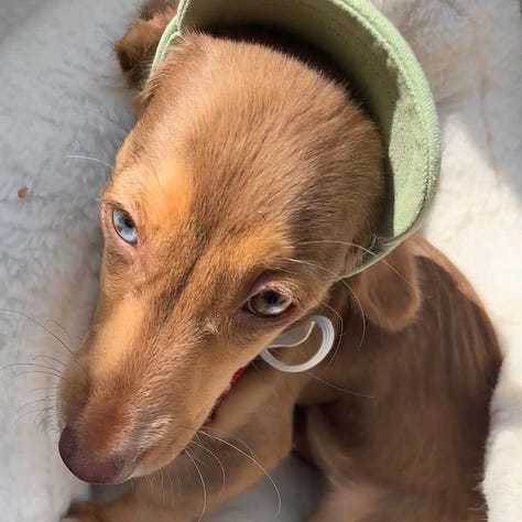 black rabbit, tri-color guinea pig, brown dog, white dog in a stroller, igunana, tri-color cat, black dog  with support wheels
