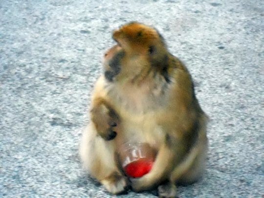 Barbary Ape with stolen fruit Barbary Ape with stolen fruit salad