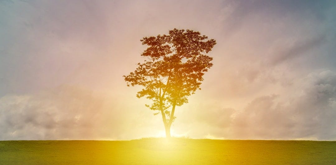 silhouette of tree on grass field with sunray under cloudy sky