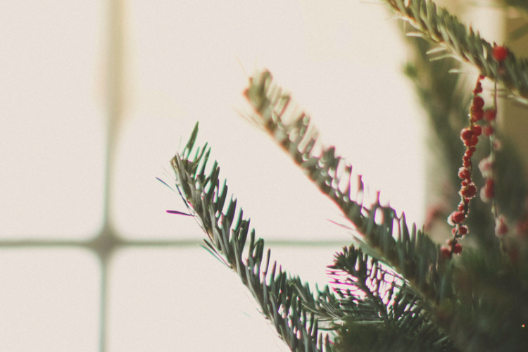 christmastime for the bruised and broken