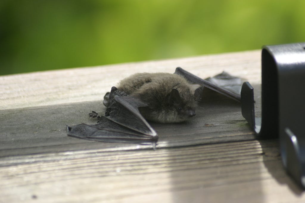 An organ donor in 2004 died after having contact with a rabid bat, something that no one knew about until organ recipients started dying with rabies too.