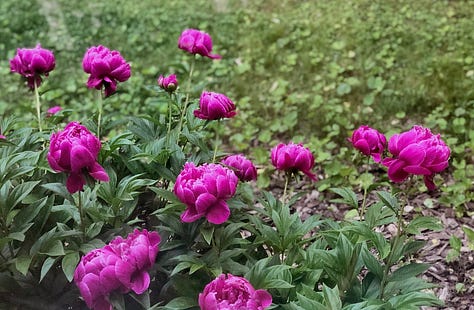 Pine pollen, gardenias, lucious lawn, raising teenage chickens, buidling vegetable beds