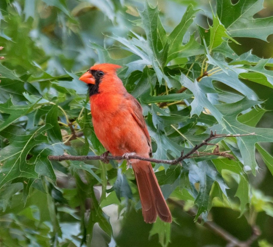 red cardinal bird perched on tree branch during daytime