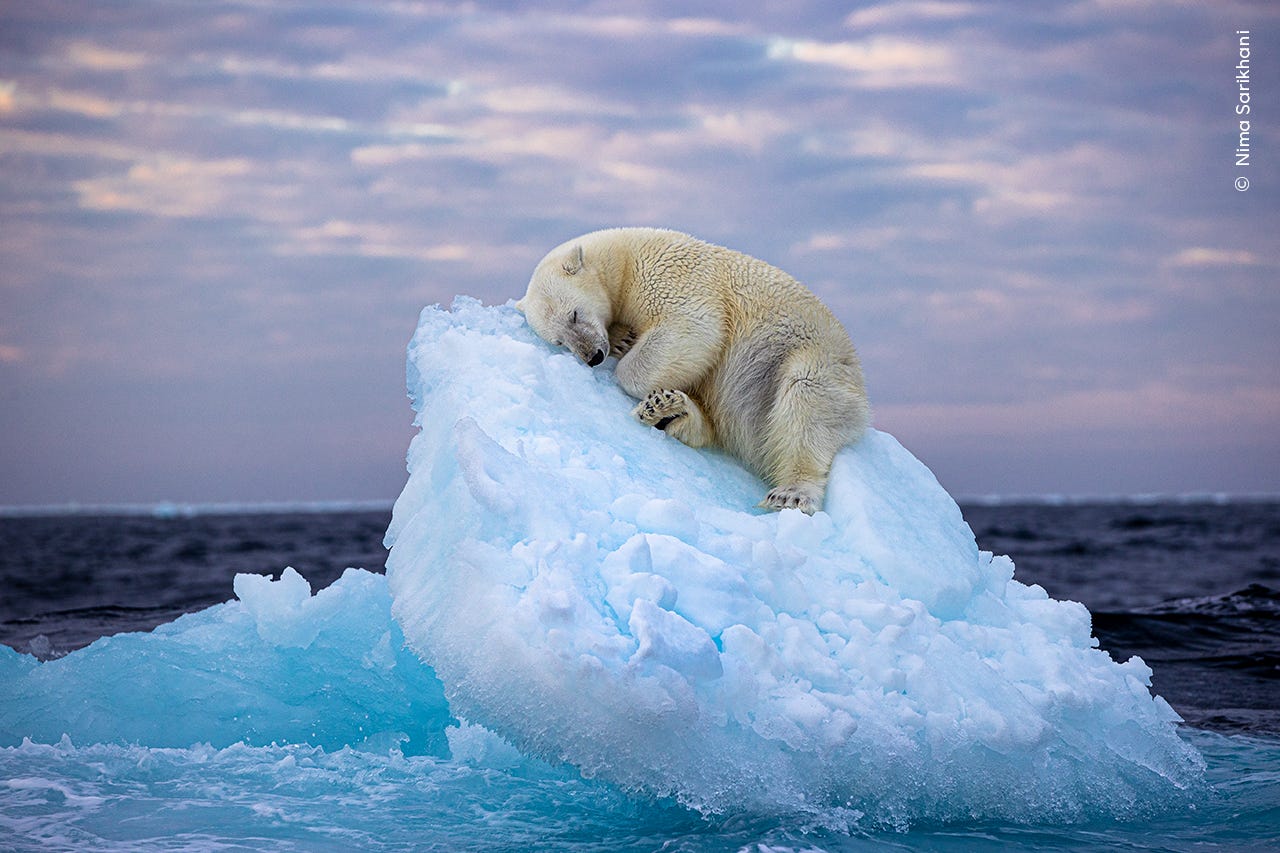 Ice Bed
