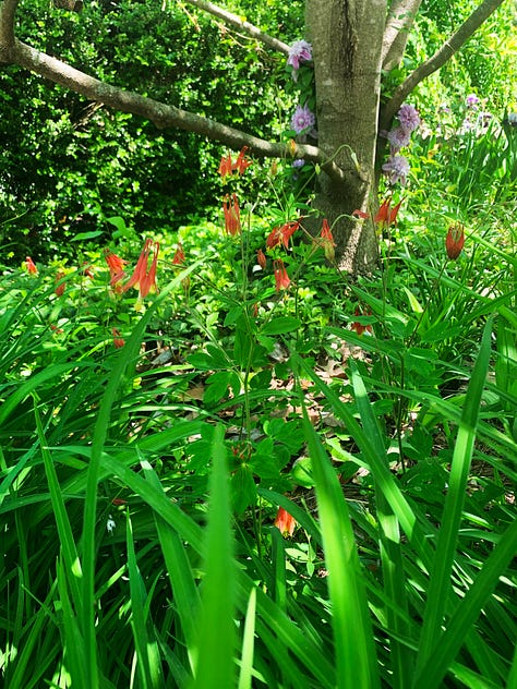 Three photos featuring cherry tomatoes waiting to be picked in the hydroponic garden; a picture of the white blooms of the red twig dogwood bush, and the coral blooms of a patch of Columbines.