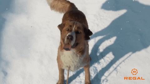 Call Of The Wild Dog GIF by Regal Call Of The Wild Dog GIF by Regal