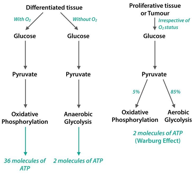 This may contain: the diagram shows different types of glycocyclia and how they are used This may contain: the diagram shows different types of glycocyclia and how they are used