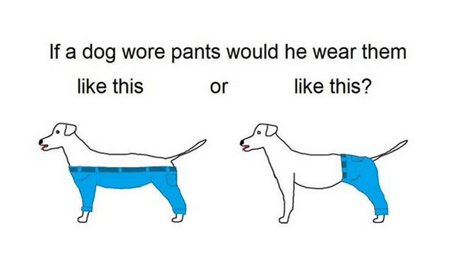 How would a dog wear pants? The Internet finally has an answer