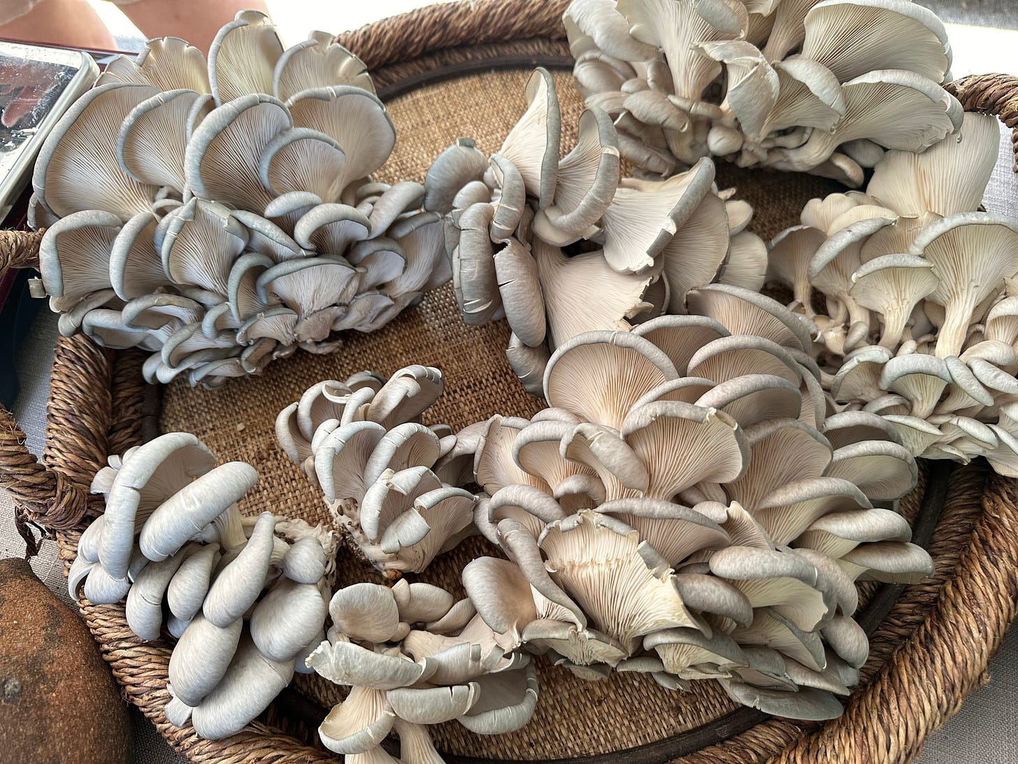Fresh Mushrooms at a farmer's market