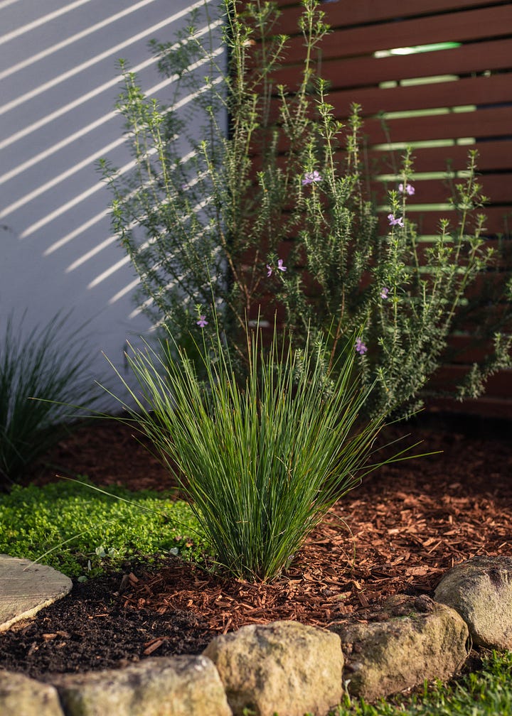 Australian native garden