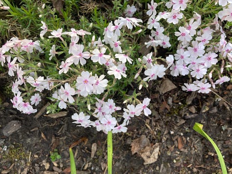 Grounded: Spring Flowers in My Garden