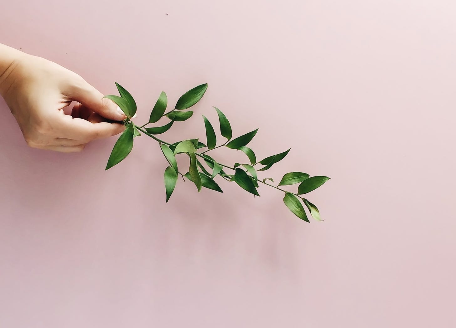 A hand gently holding an olive branch, symbolizing peace, accountability, and the act of making amends.