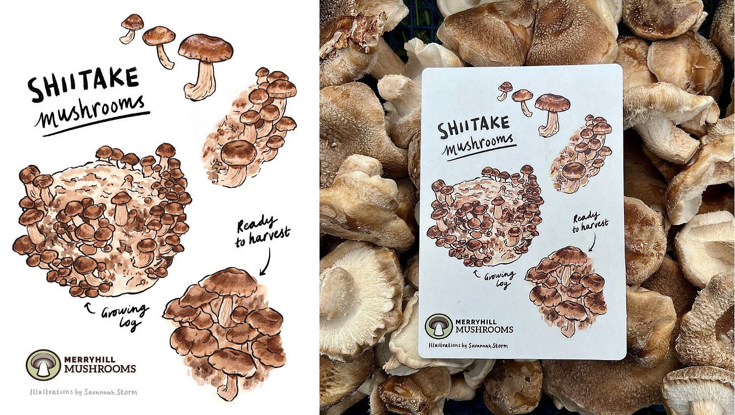 Infographic showing various illustrations of shiitake mushrooms, labelled with handwritten typography. Printed onto a postcard.
