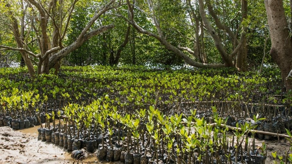 Mangrove seedlings