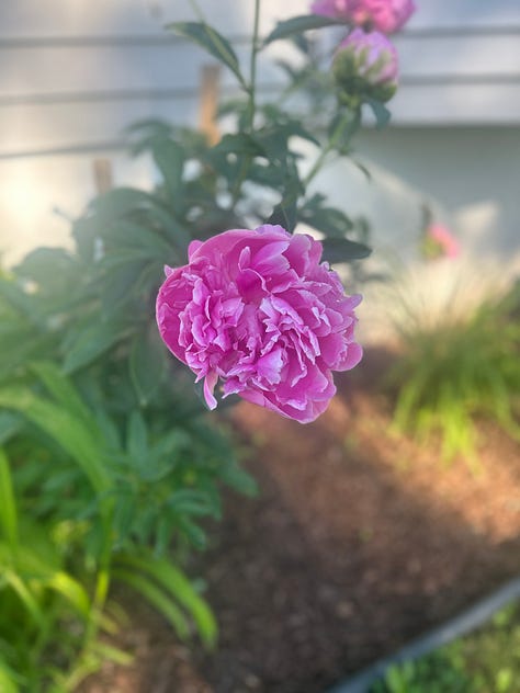 Flowers and greenery in the Northeast
