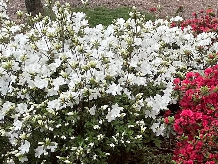 Two photos of the same azalea plants several weeks apart. One shows bright white flowers. The other shows droopy, browned flowers.