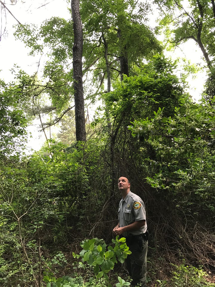 us in the thick brush