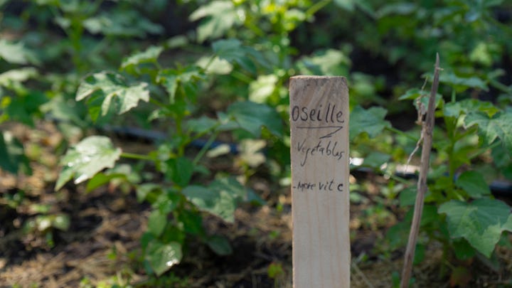A wooden stick with writing on it in a garden stating 'Oseille vegetables more vitamin C'.  A fenced garden with a lot of plants growing in it.