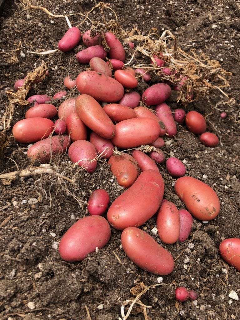 A pile of potatoes on the ground
AI-generated content may be incorrect. A pile of potatoes on the ground
AI-generated content may be incorrect.