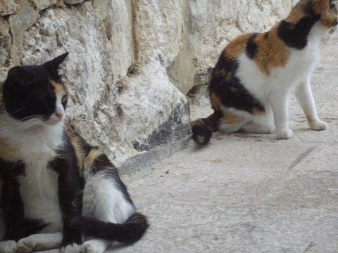 Street_Cats_Of_Jerusalem_Israel_Deporting_Cats Street_Cats_Of_Jerusalem_Israel_Deporting_Cats