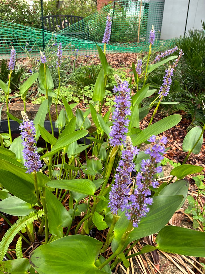 Current blooms in the Florida-Friendly Landscaping demo garden includes red-orange tubular flowers of coral honeysuckle, yellow umbels of dill, red spikes of coral bean tree, and light purple spikes of pickerel weed..