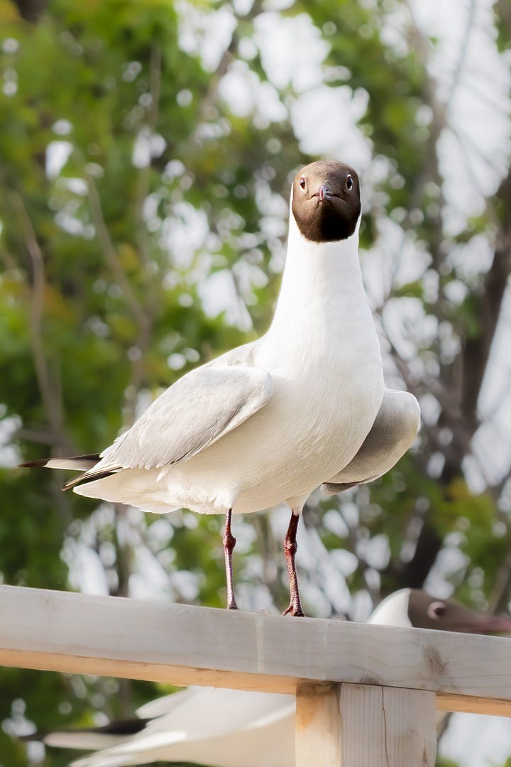 Black-headed Gull