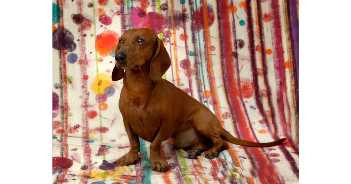 mia zia branding dog valerie barkowski