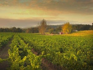 Ramey Wine Cellars, Westside Farms vineyard, Russian River Valley
