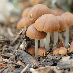 A psychedelic primer for families