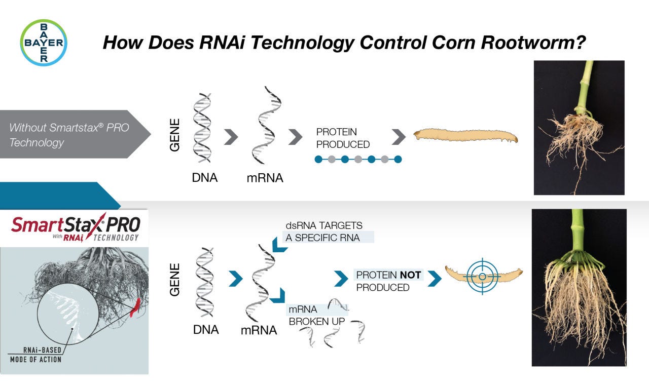 How does RNAi Work in SmartStax Pro | Crop Science US How does RNAi Work in SmartStax Pro | Crop Science US