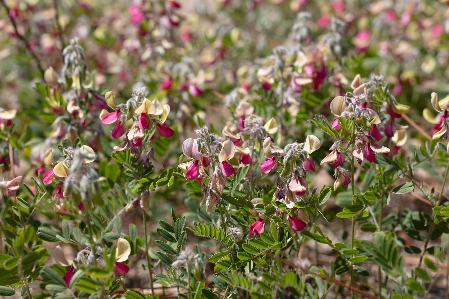 Lots of fabaceous flowers with yellow banners and hot pink keels