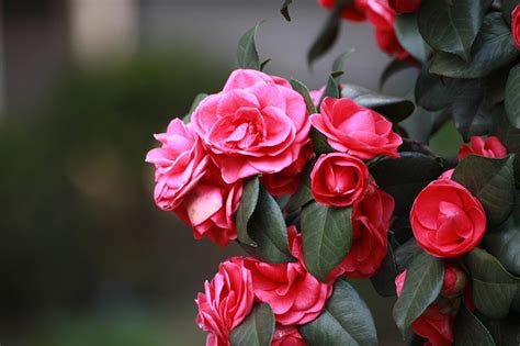 400,000+ Free Camellia Flower & Camellia Images - Pixabay 400,000+ Free Camellia Flower & Camellia Images - Pixabay