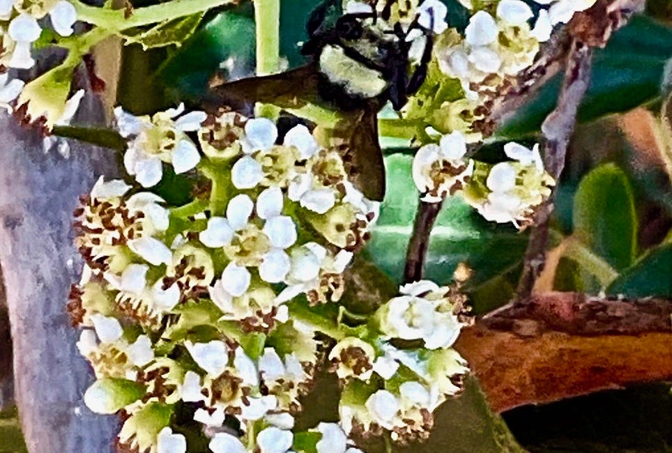 In Touch: Bumblebees!