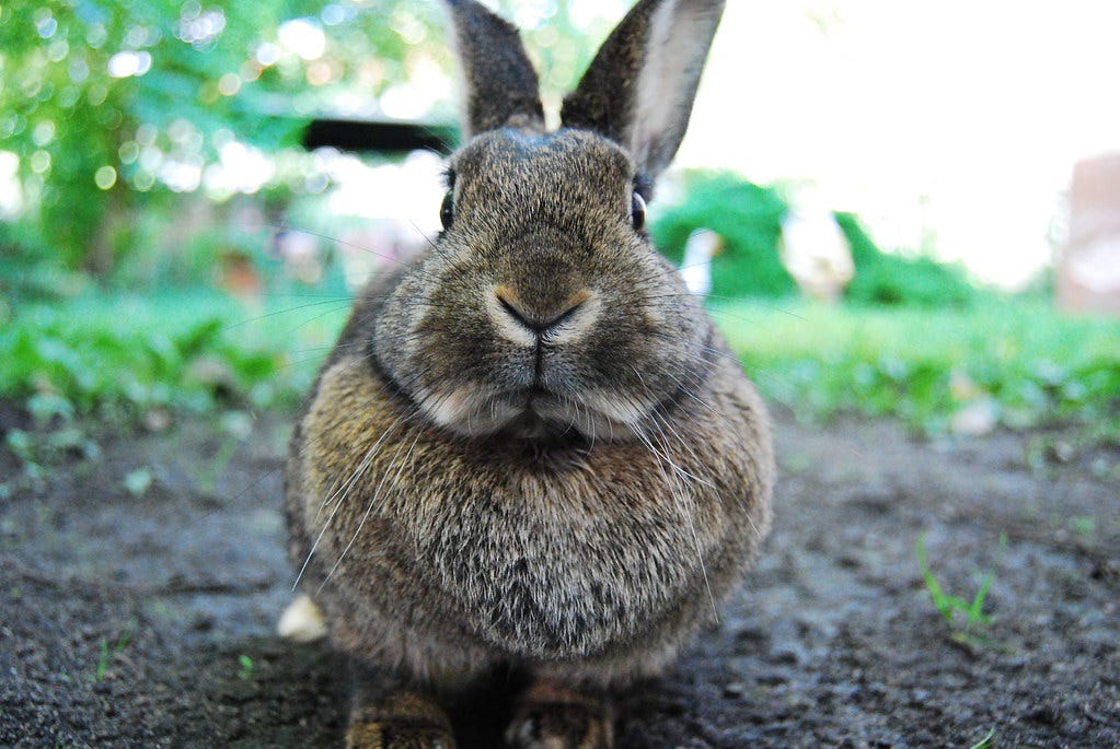A shocked-looking rabbit stares straight ahead. "Rabbit ! / Kaninchen!" by Robobobobo is licensed under CC BY-SA 2.0. 