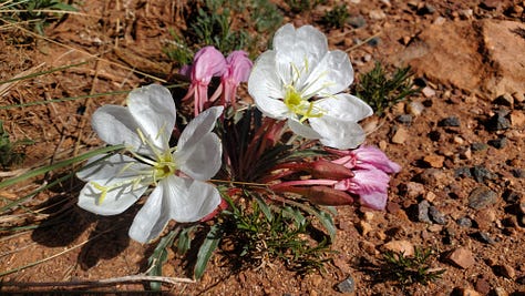 A gallery of six photos of wildflowers. All the flowers are small and grow close to the ground. There is a mix of yellow, pink, purple, and white flowers. The ground beneath them is a reddish clay/dusty soil.
