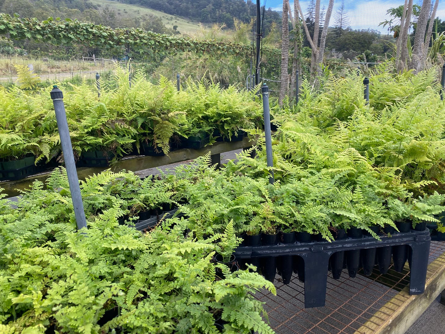 Hundreds of small bushy ferns in dibbles on a tabletop