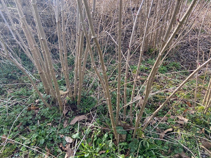 Different growing examples, alley, coppice, woodland ege and pollard