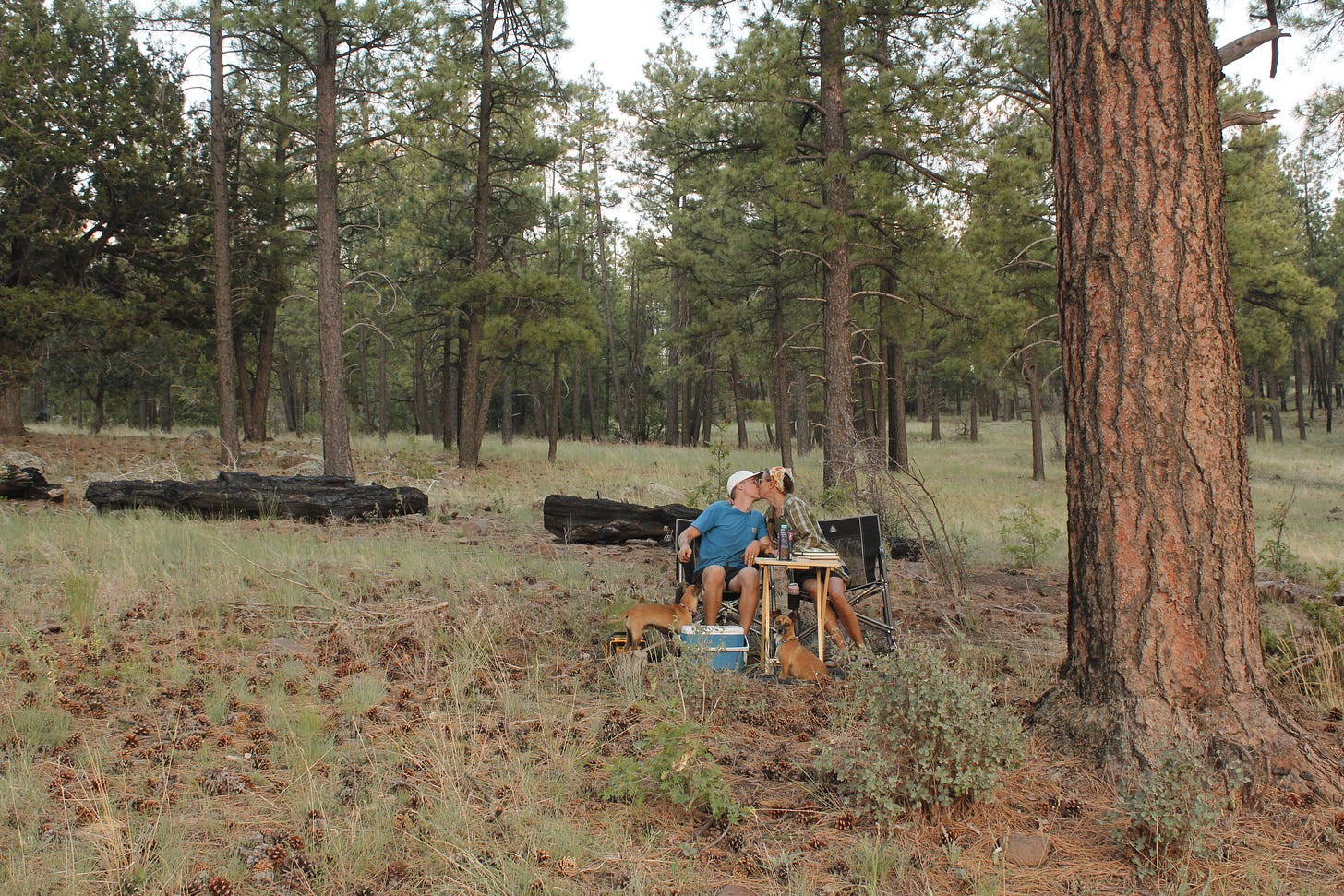 a couple sitting in chairs kissing in a forest