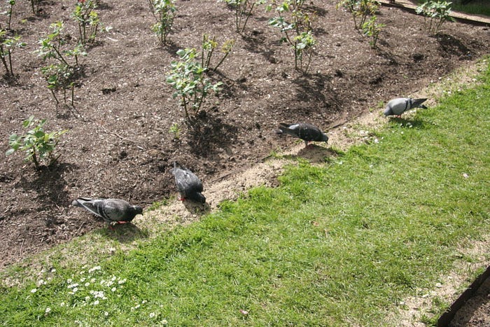 4 pigeon on edge of rose bed
