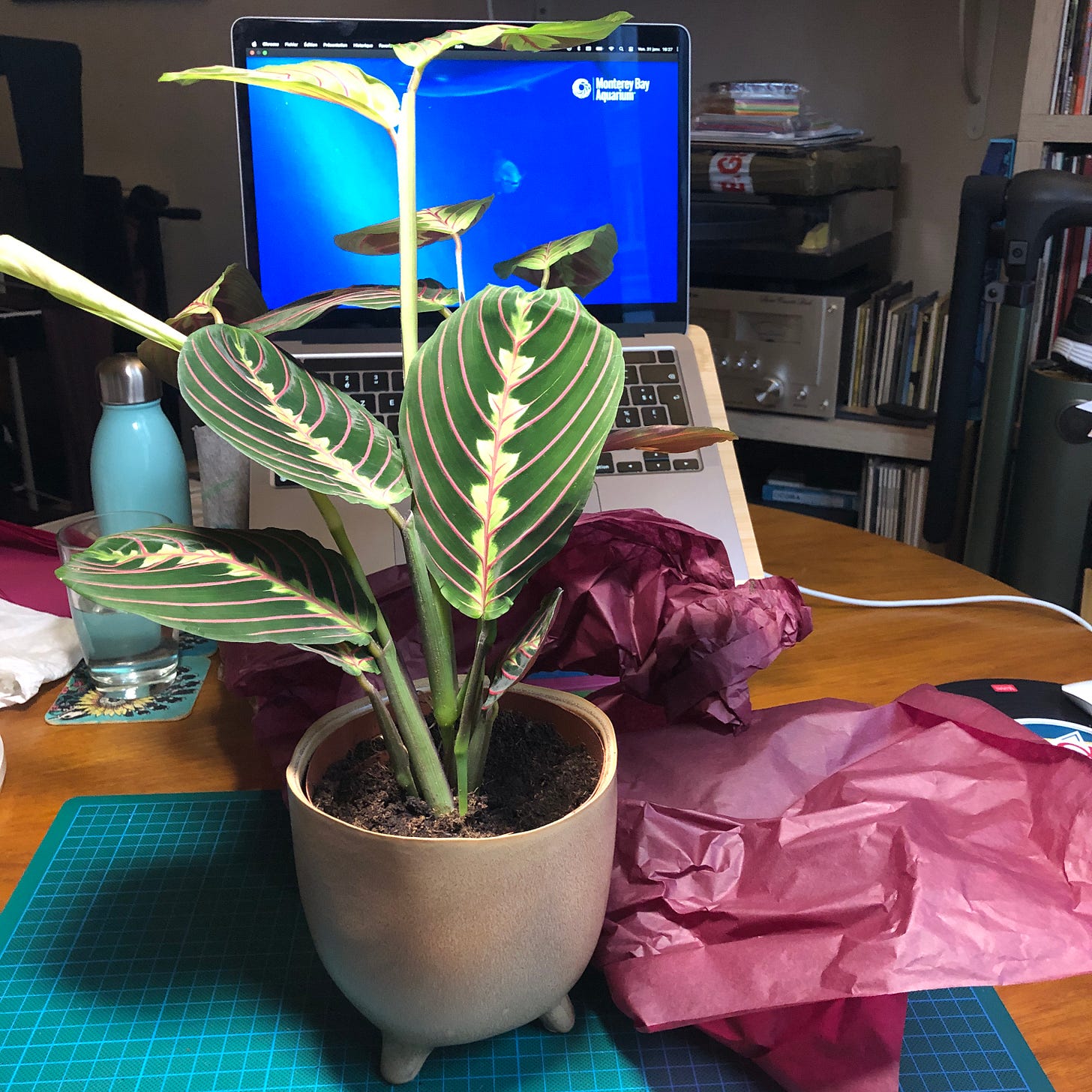 Photo de la plante posée sur mon tapis de découpe, devant mon ordinateur portable sur lequel on voit une vidéo de fond sous-marin. Un papier d'emballage bordeaux est posé près de la plante. Photo de la plante posée sur mon tapis de découpe, devant mon ordinateur portable sur lequel on voit une vidéo de fond sous-marin. Un papier d'emballage bordeaux est posé près de la plante.