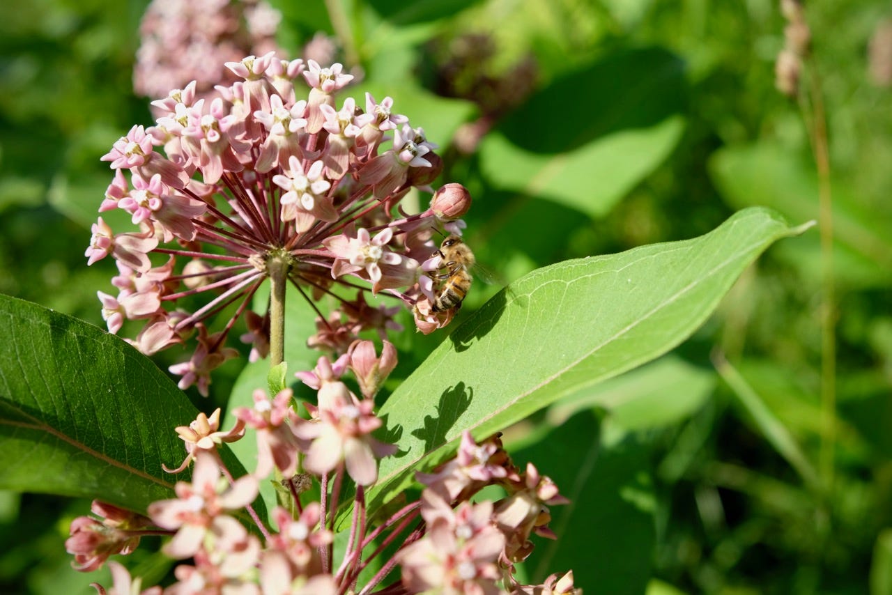 Honeybees and milkweed in the orchard