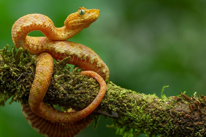 Eyelash viper images by Alejandro Arteaga