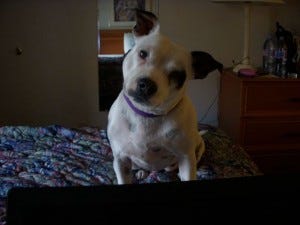 Stella in Nashville, waiting for me to finish a post.
