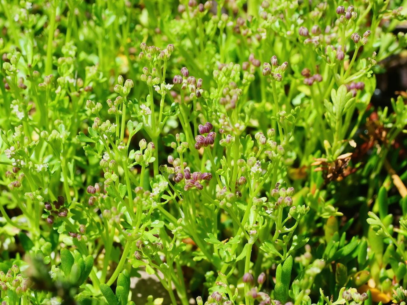 Apium annuum [Plant - ATLAS - B. Lingham, 2021].jpeg