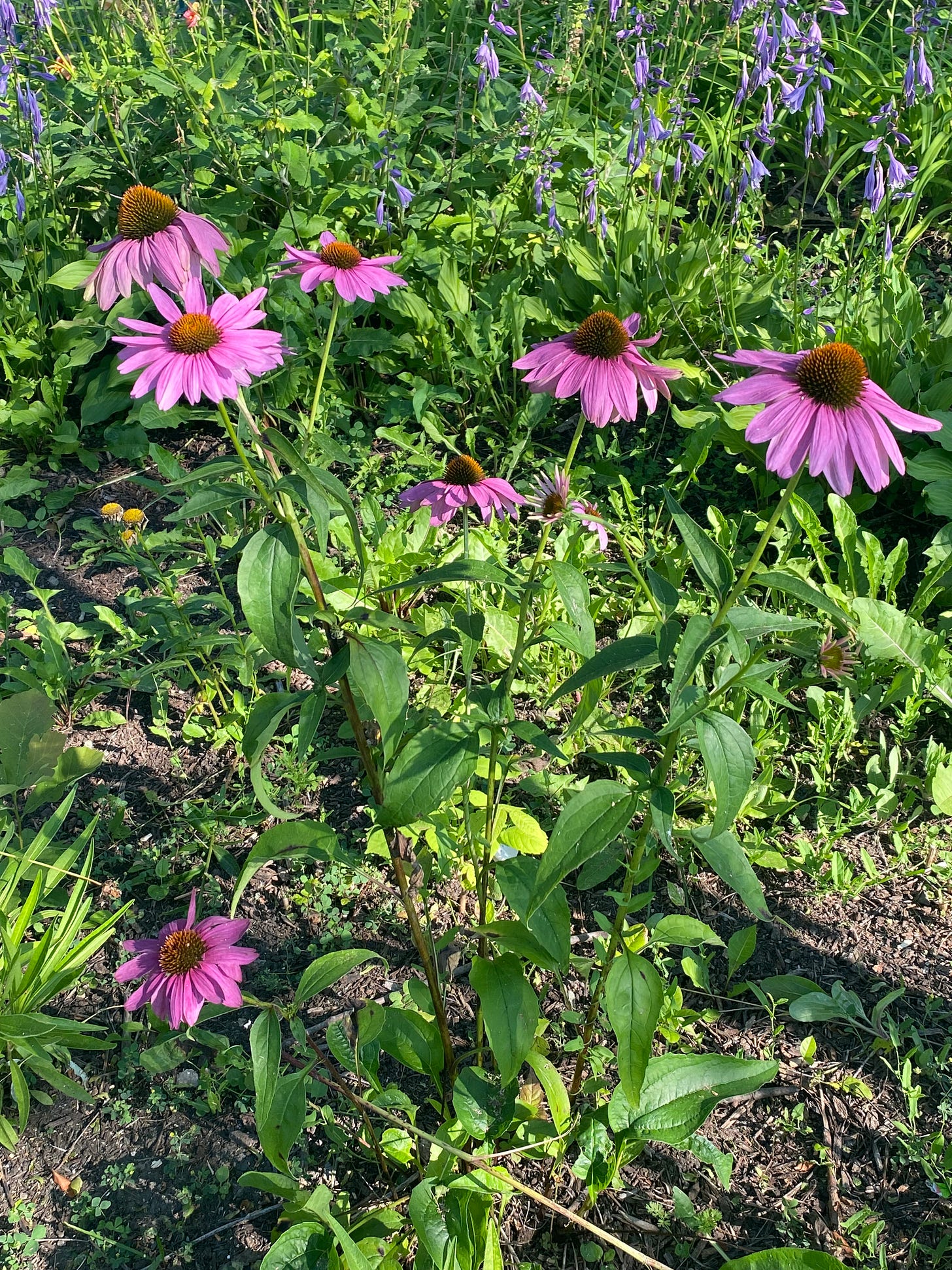 A collection of pink daisy flowers.