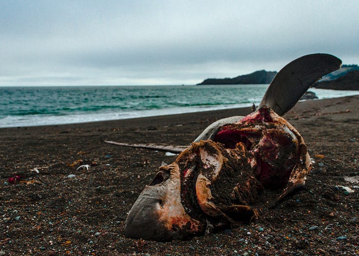 A dead shark lies rotting on a beach. A dead shark lies rotting on a beach.