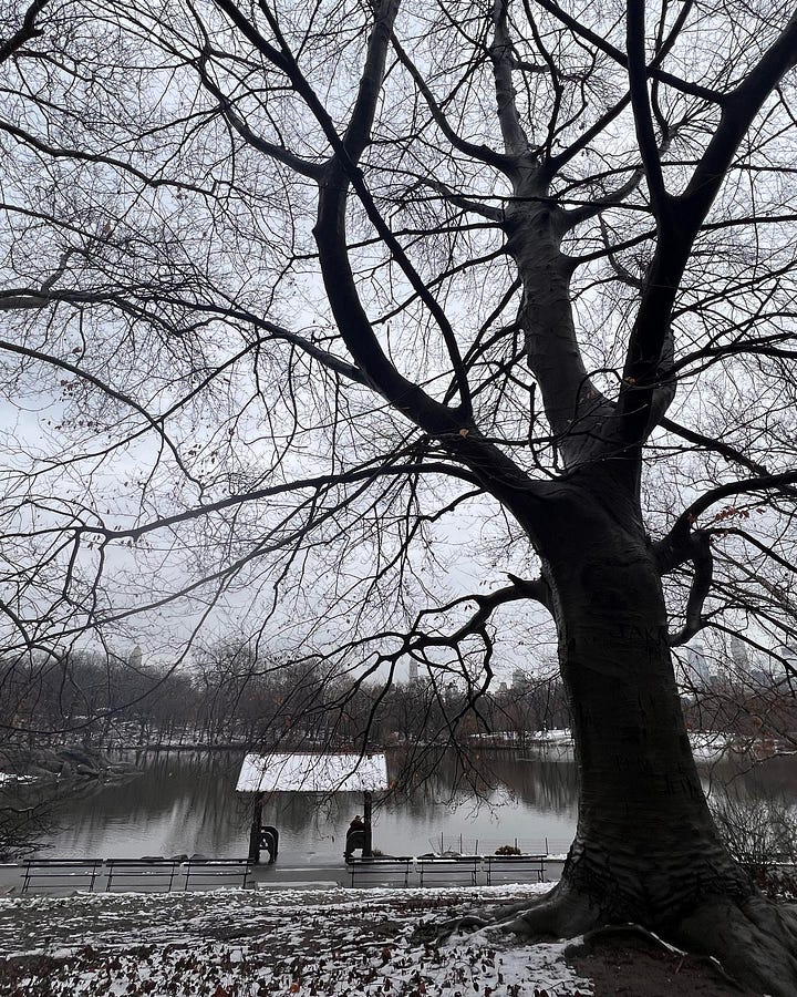 different photos of snow in Central Park & Katya looking happy