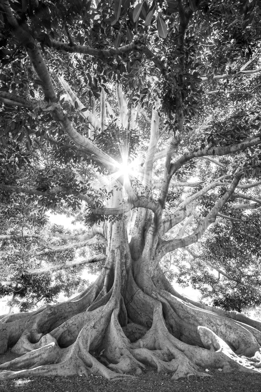 sun light passing through green leafed tree sun light passing through green leafed tree