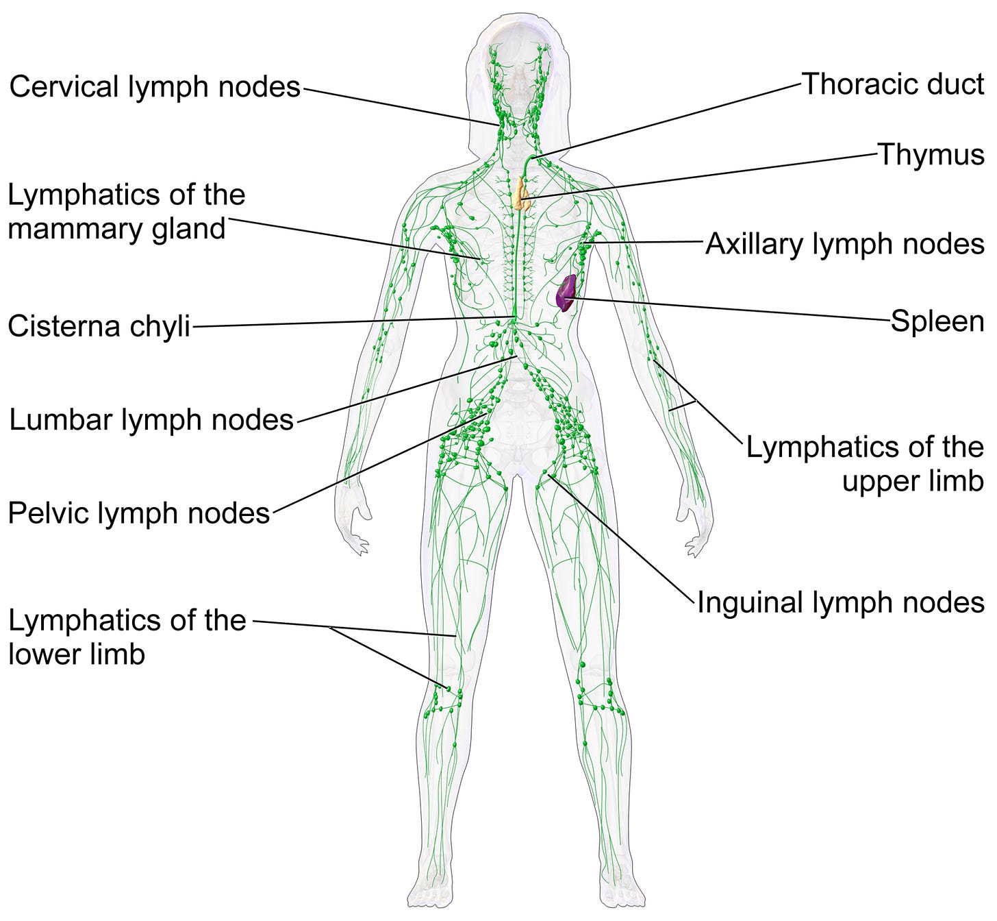 Lymphatic system - Wikipedia Lymphatic system - Wikipedia