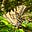 Butterfly's avatar